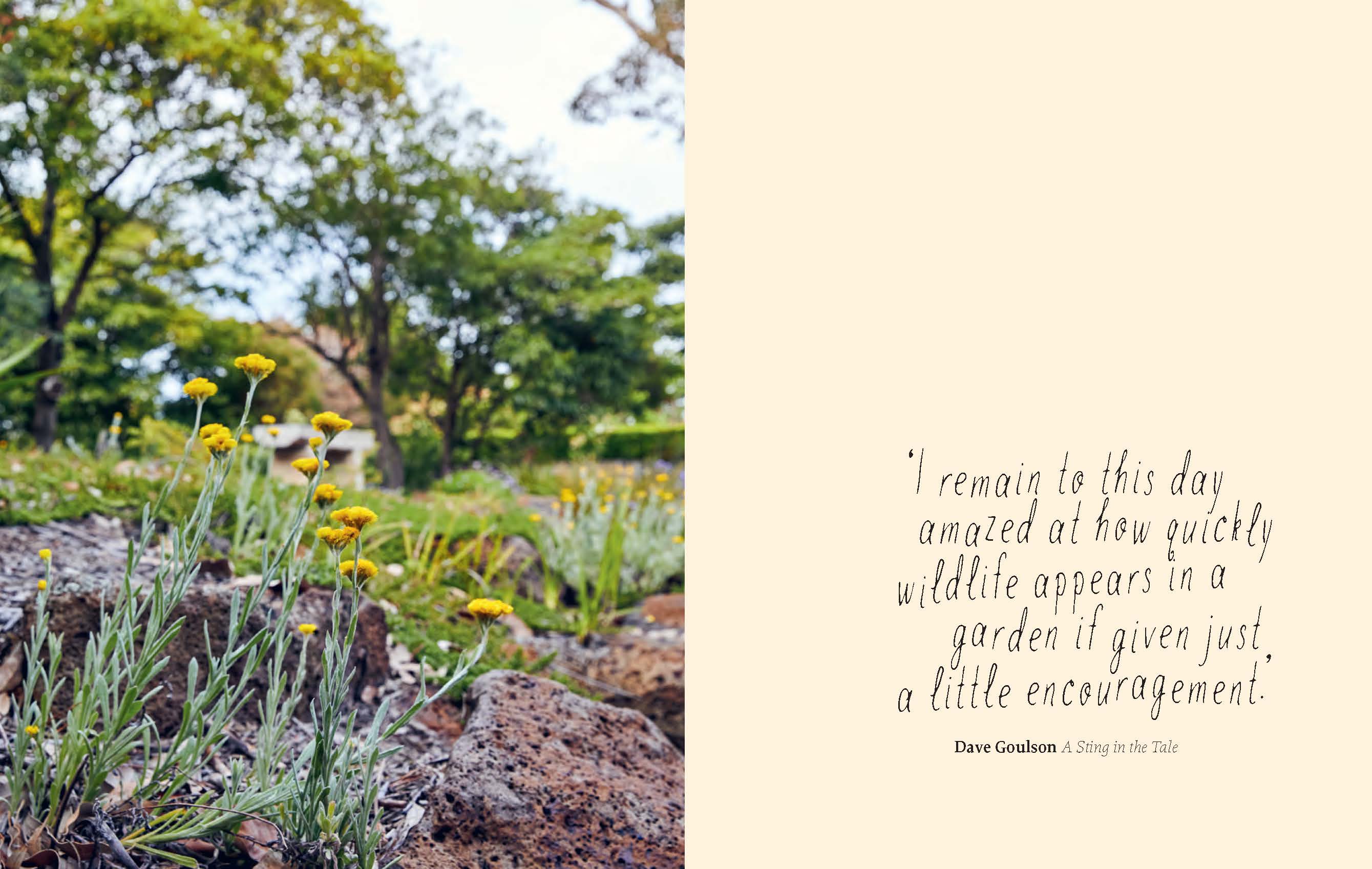 Planting for Native Birds, Bees and Butterflies - Image 3