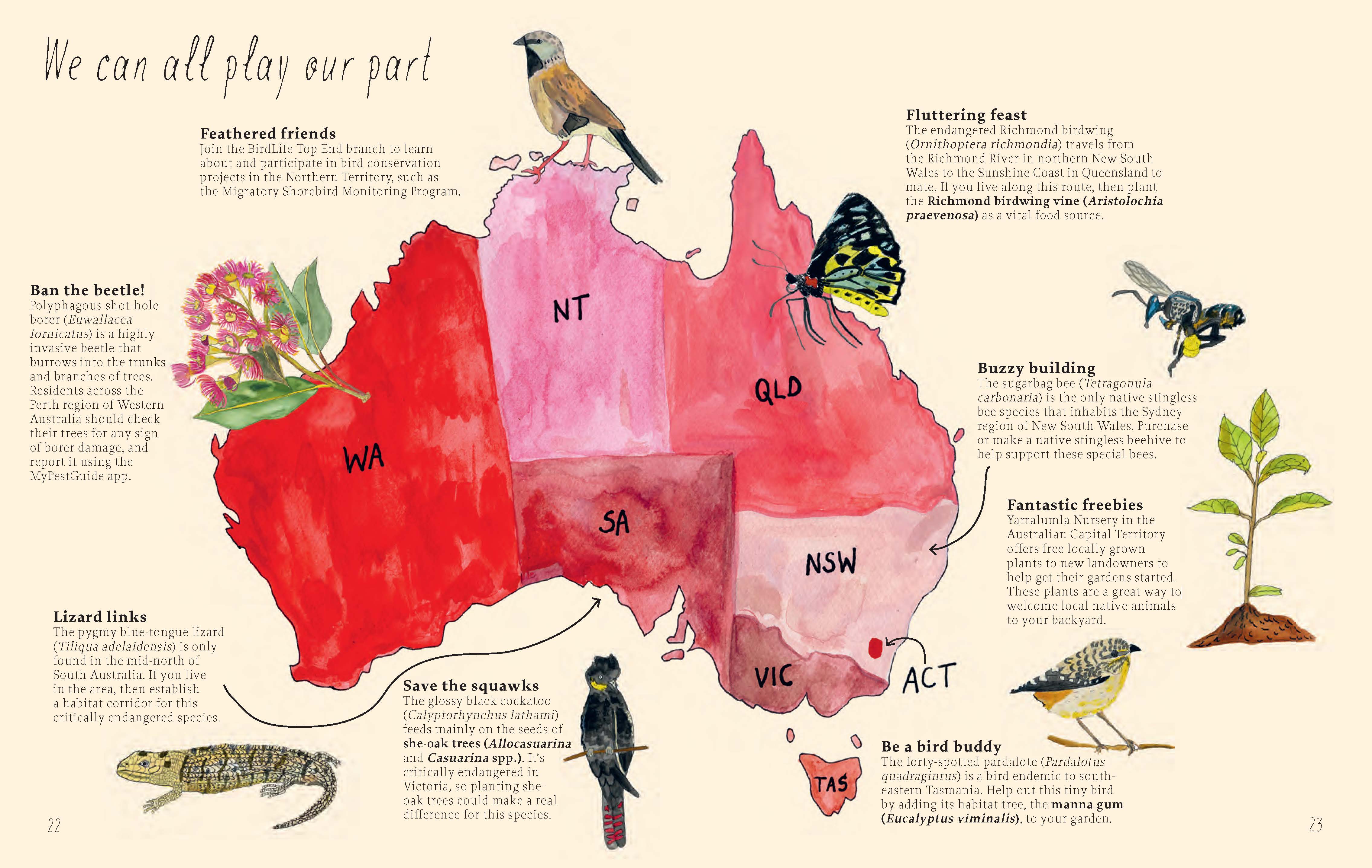 Planting for Native Birds, Bees and Butterflies - Image 5